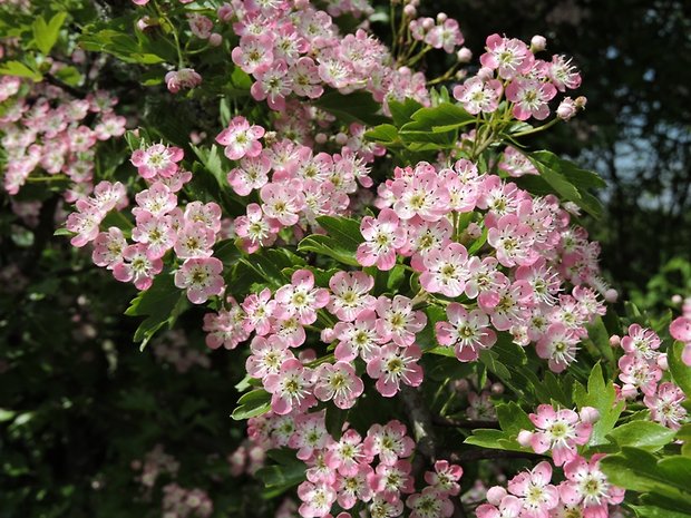 hloh Crataegus sp.