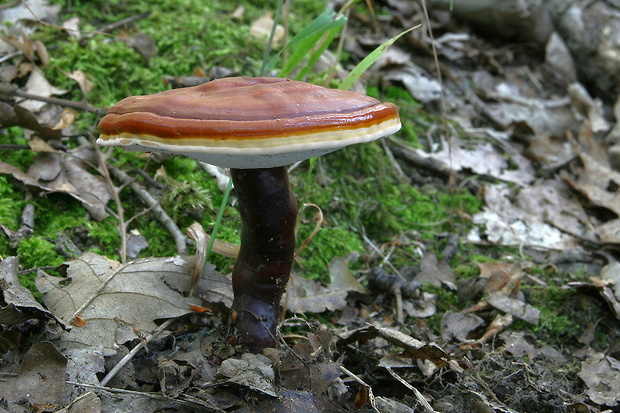 lesklokôrovka obyčajná Ganoderma lucidum (Curtis) P. Karst.