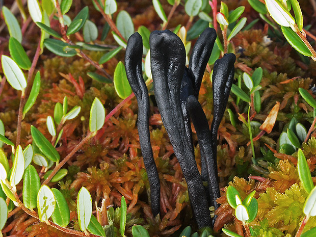 jazýček Geoglossum glabrum Pers.