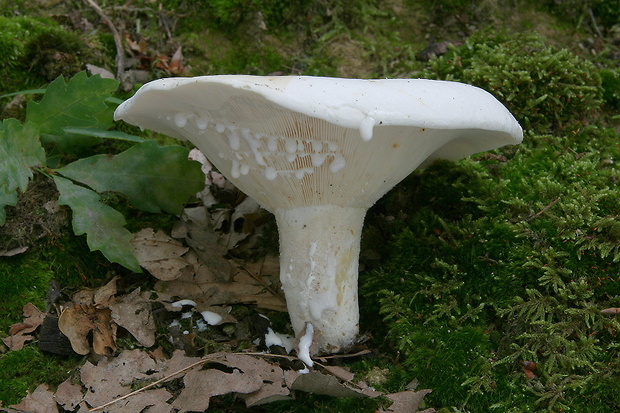 rýdzik korenistý Lactarius piperatus (L.) Pers.