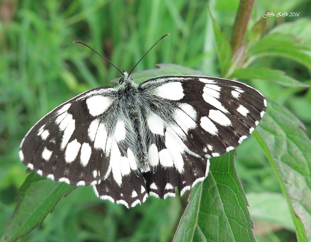 očkáň timotejkový  Melanargia galathea