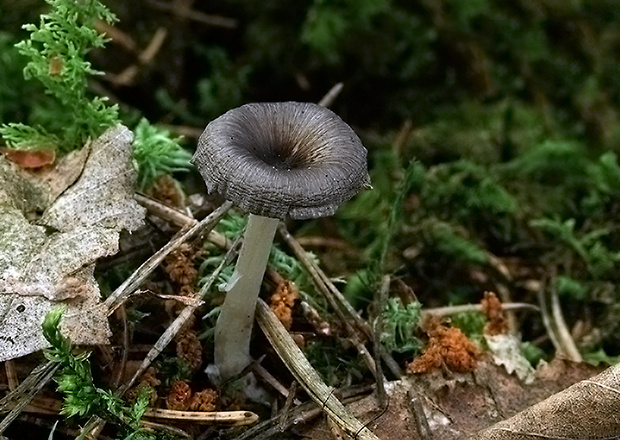 kalichovka Omphalina sp.