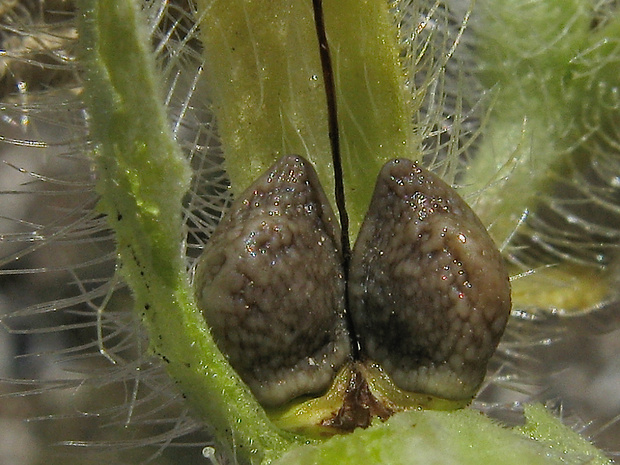 rumenica visianiho Onosma visianii Clementi