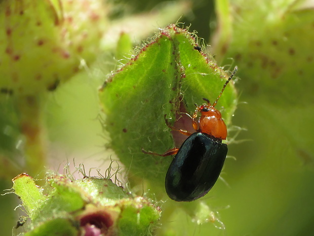 liskavka Podagrica fuscicornis