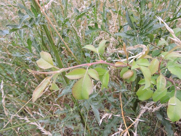 hruška Pyrus sp.