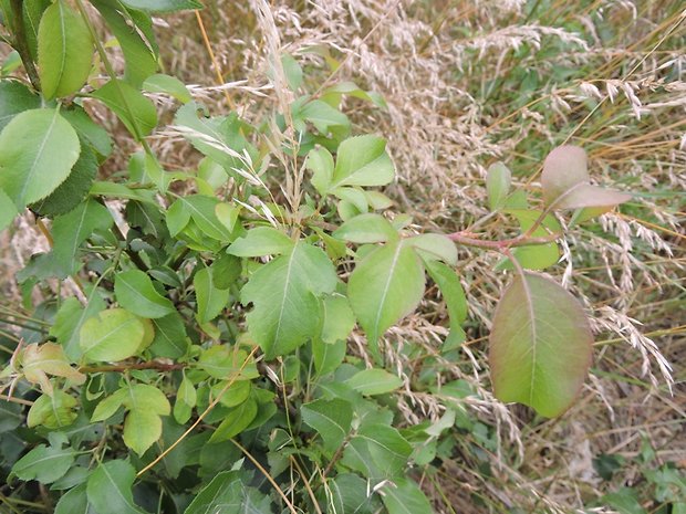 hruška Pyrus sp.