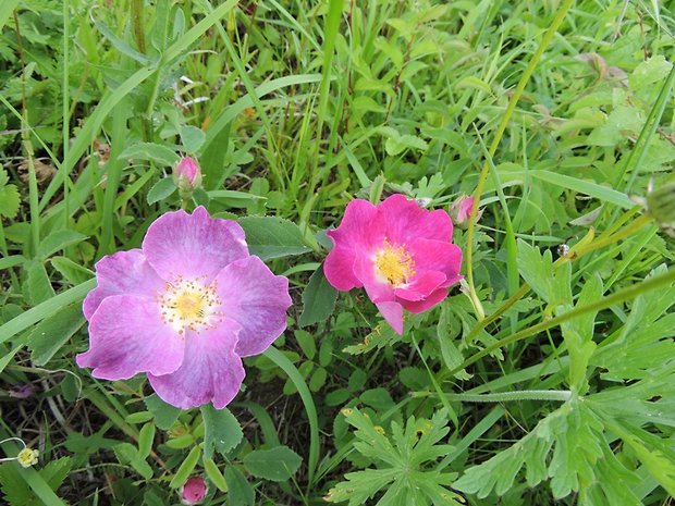 ruža galská Rosa gallica L.