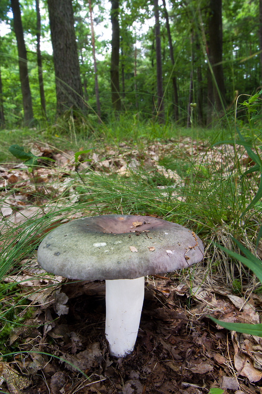 plávka modrastá Russula cyanoxantha (Schaeff.) Fr.