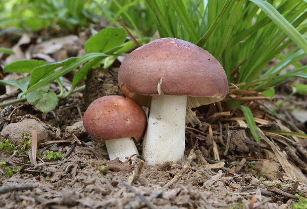 plávka mandľová Russula vesca Fr.