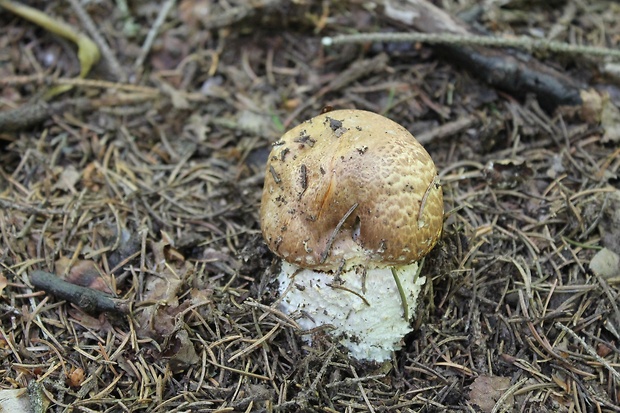 pečiarka obrovská Agaricus augustus Fr.