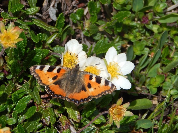 babôčka pŕhľavová  Aglais urticae