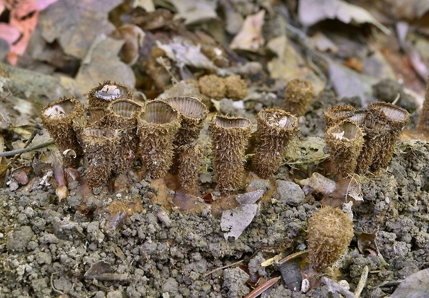 čiaškovec pásikavý Cyathus striatus (Huds.) Willd.