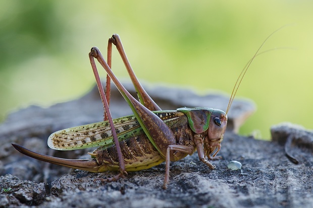 kobylka hryzavá Decticus verrucivorus