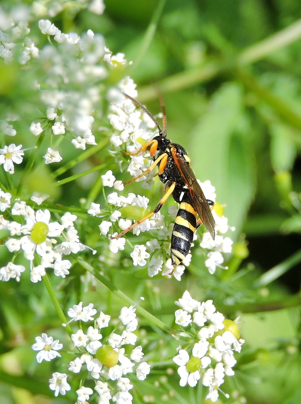 lumok Ichneumon sarcitorius