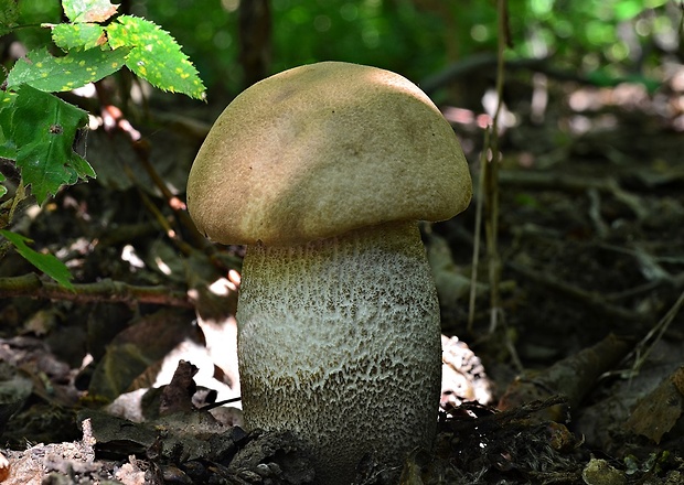 kozák topoľový Leccinum duriusculum (Schulzer ex Kalchbr.) Singer