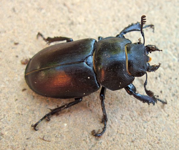 roháč veľký Lucanus cervus L.