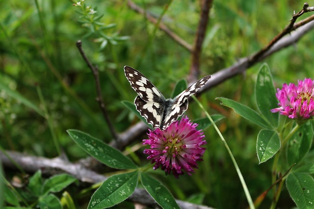 očkáň timotejtový Melanargia galathea Linnaeus