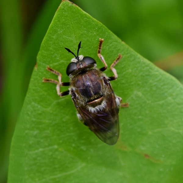 pestrica mravčia Microdon devius Linnaeus, 1761