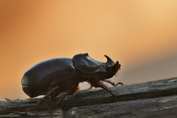 nosorožtek obyčajný Oryctes nasicornis