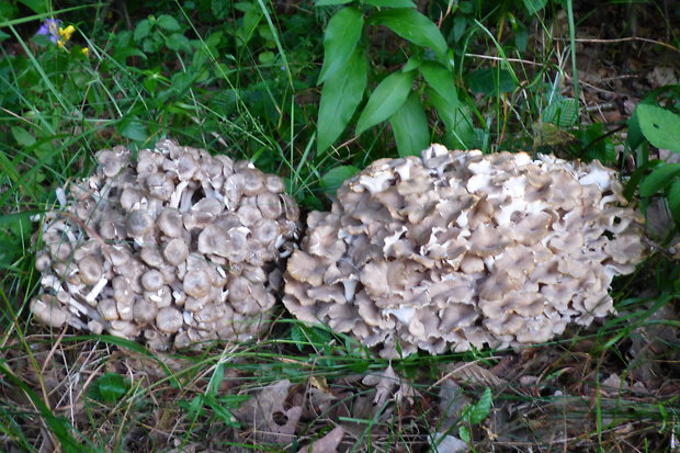 trúdnik klobúčkatý Polyporus umbellatus (Pers.) Fr.