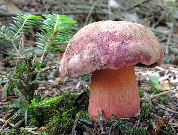 hríb úhľadný horský Rubroboletus rubrosanguineus (Cheype) Kuan Zhao & Zhu L. Yang