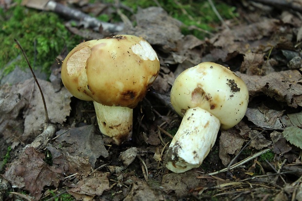 plávka smradľavá Russula foetens Pers.