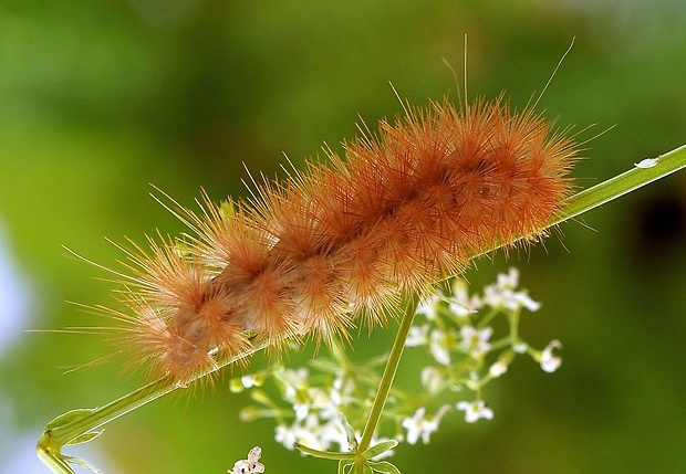 spriadač bazový Spilosoma lutea