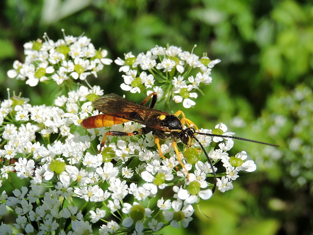 lumok Therion sp.