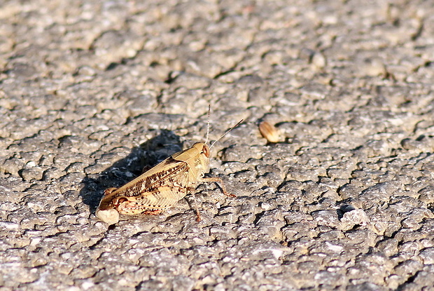 koník ružovokrídly  Calliptamus italicus  Catantopidae