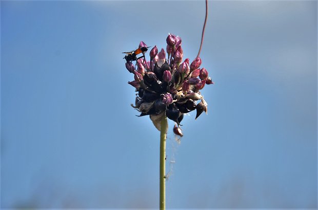 cesnak orešcový Allium scorodoprasum L.