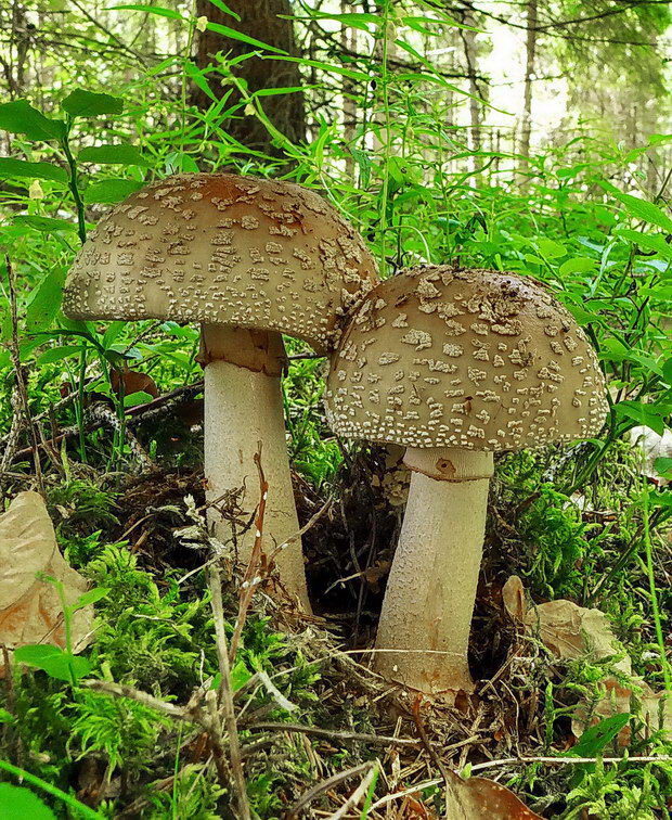 muchotrávka červenkastá Amanita rubescens Pers.