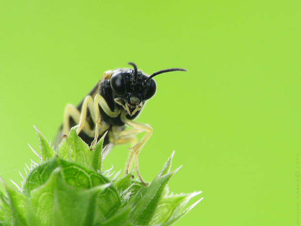 Aneugmenus sp.