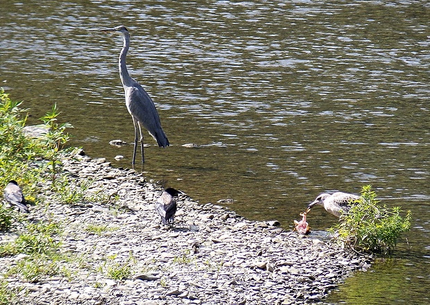 volávka popoláva Ardea cinerea