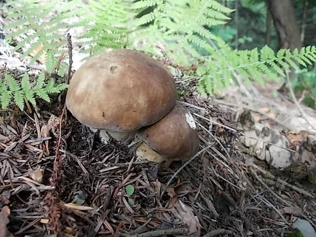 hríb smrekový Boletus edulis Bull.