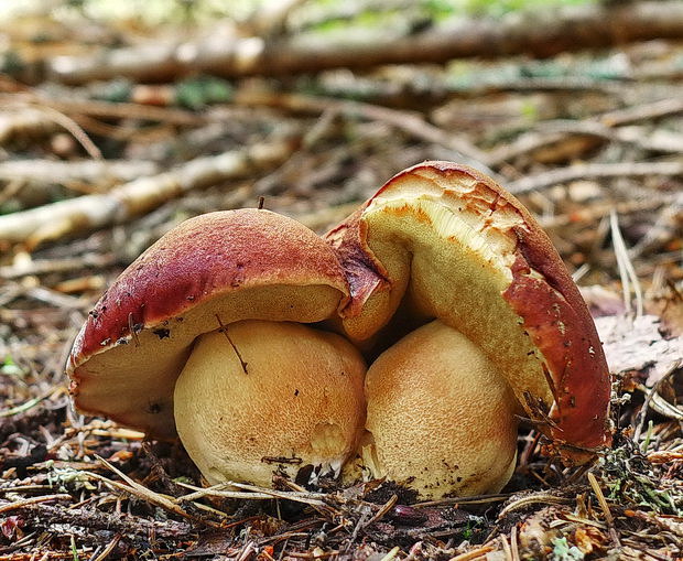 hríb sosnový Boletus pinophilus Pil. et Dermek in Pil.