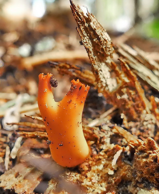 parôžkovec lepkavý Calocera viscosa (Pers.) Fr.