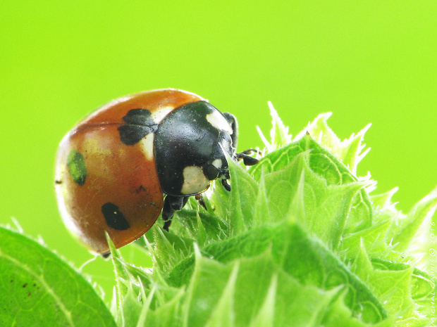 lienka sedembodková Coccinella septempunctata