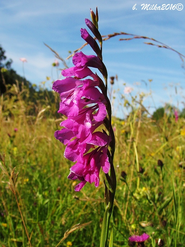 mečík škridlicovitý Gladiolus imbricatus L.