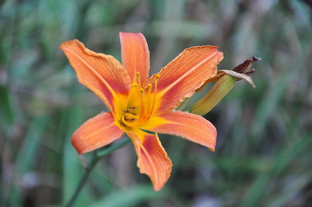 ľaliovka červenkastá Hemerocallis fulva L.(L.)