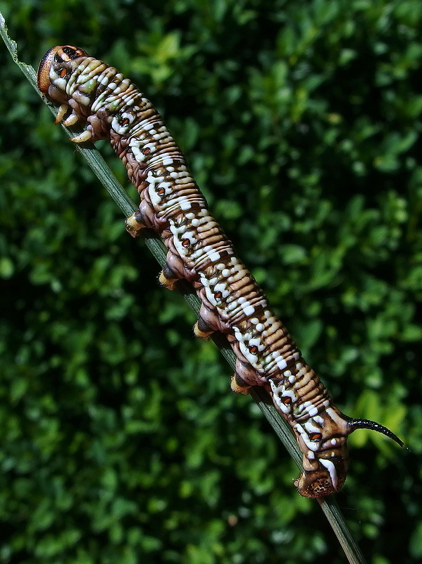 lišaj borovicový - húsenica Hyloicus pinastri