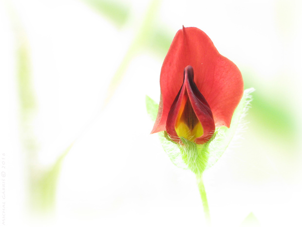 paľadenec purpurový Lotus tetragonolobus L.