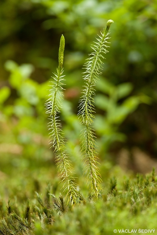 plavúň pučivý Lycopodium annotinum L.