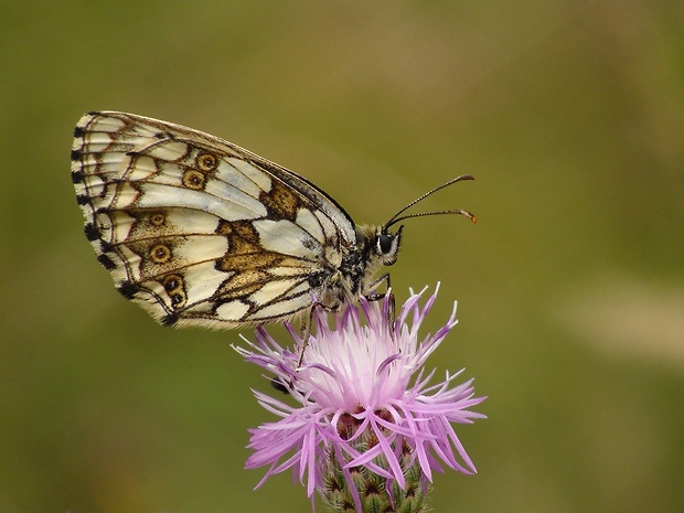 očkáň timotejkový Melanargia galathea Linnaeus, 1758