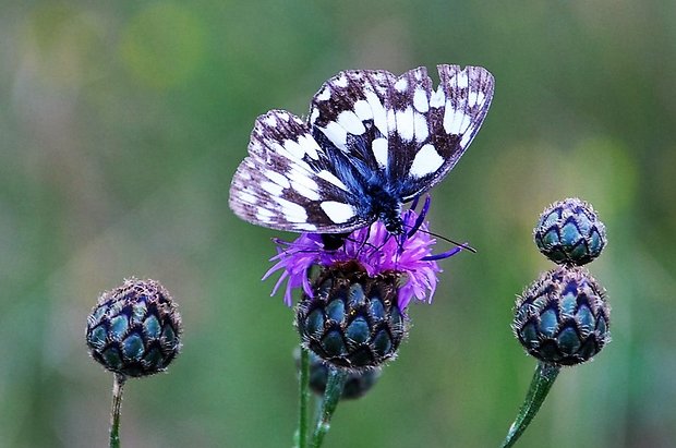 očkáň timotejkový Melanargia galathea