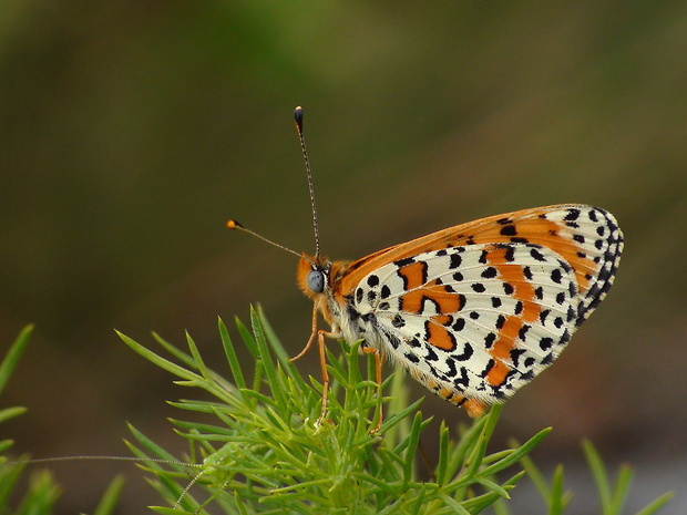 hnedáčik pyštekový Melitaea didyma Esper, 1779