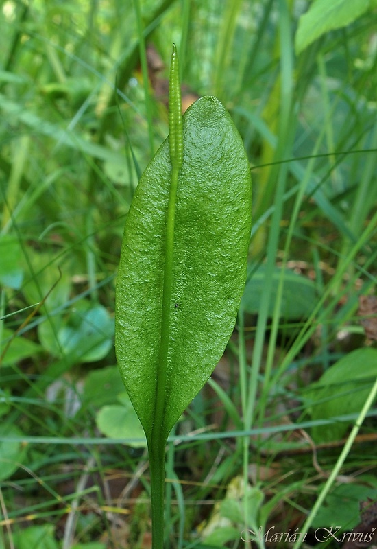 hadivka obyčajná Ophioglossum vulgatum L.