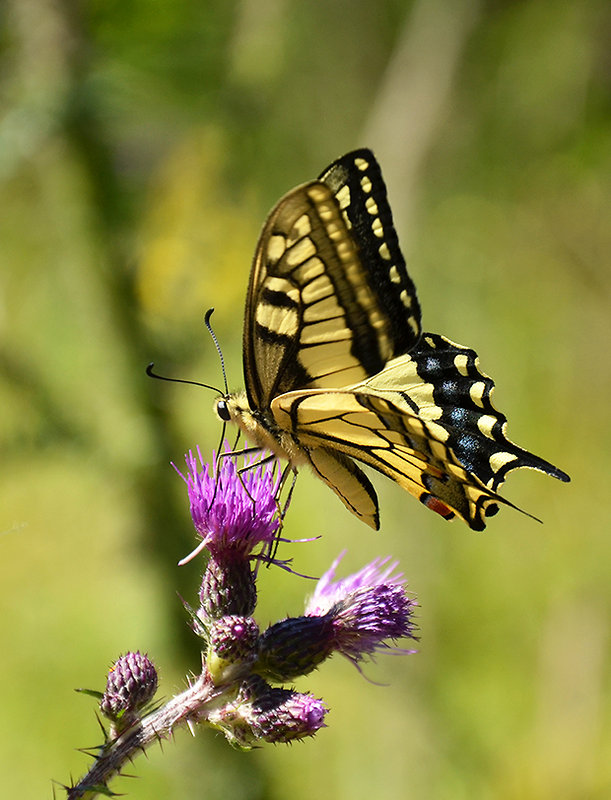 vidlochvost feniklový Papilio machaon Linnaeus, 1758