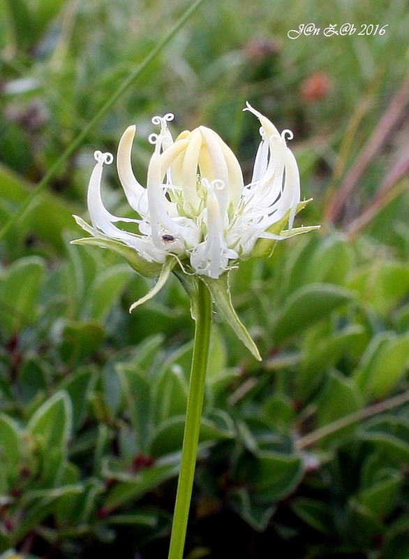 zerva hlavičkatá Phyteuma orbiculare L.