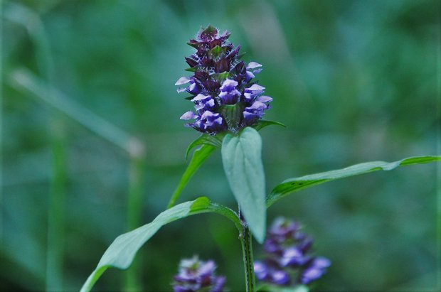 čiernohlávok obyčajný Prunella vulgaris L.