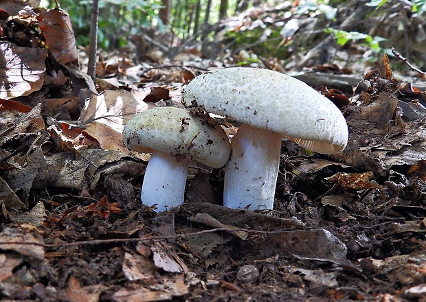 plávka zelenkastá Russula virescens (Schaeff.) Fr.